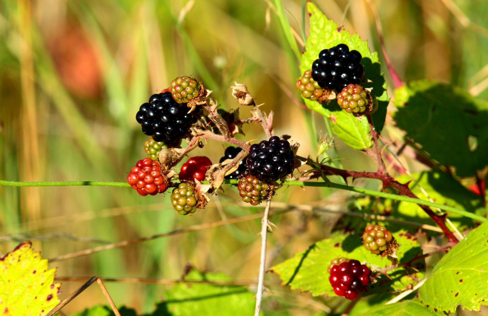 petites gourmandises