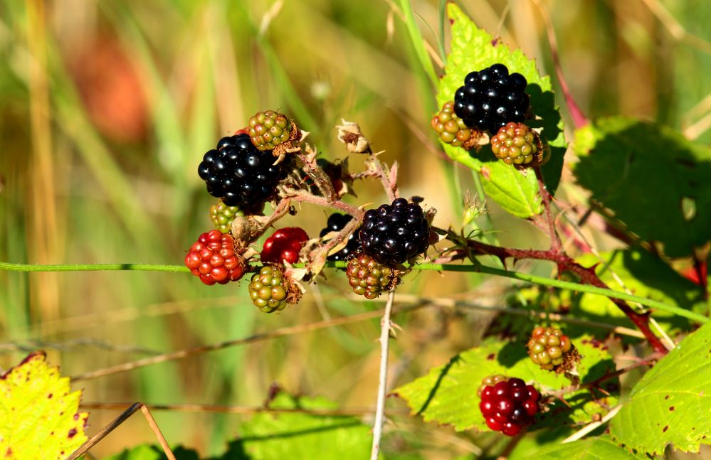 petites gourmandises