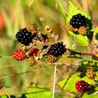 petites gourmandises