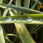 Petites gouttes d'eau.