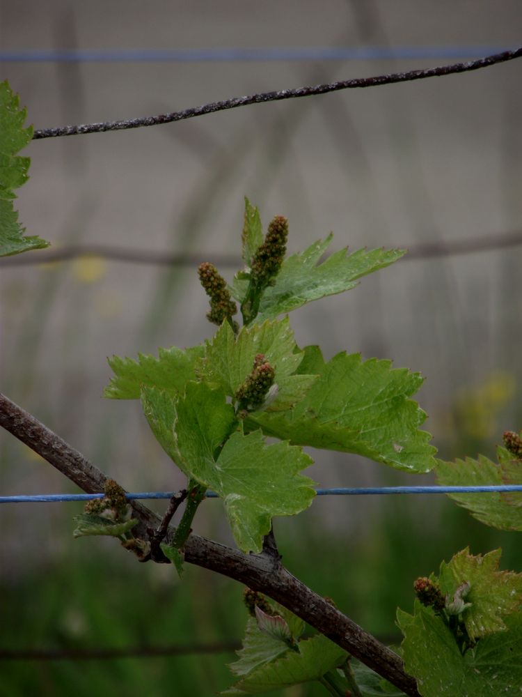 PETITES GRAPPES DE RAISIN