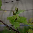 PETITES GRAPPES DE RAISIN