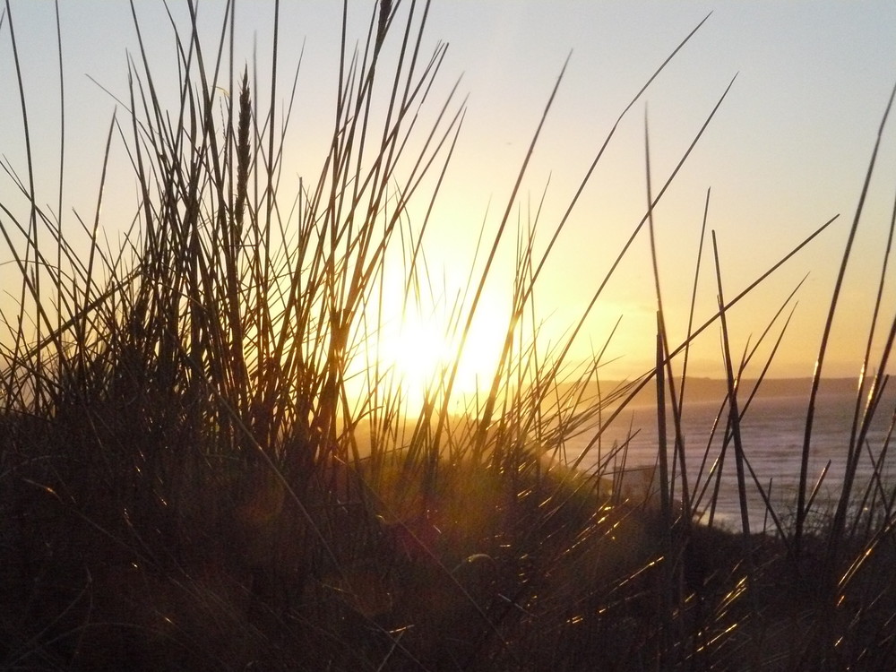 petites herbes des dunes à la lueur du soleil couchant