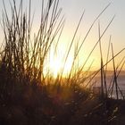 petites herbes des dunes à la lueur du soleil couchant