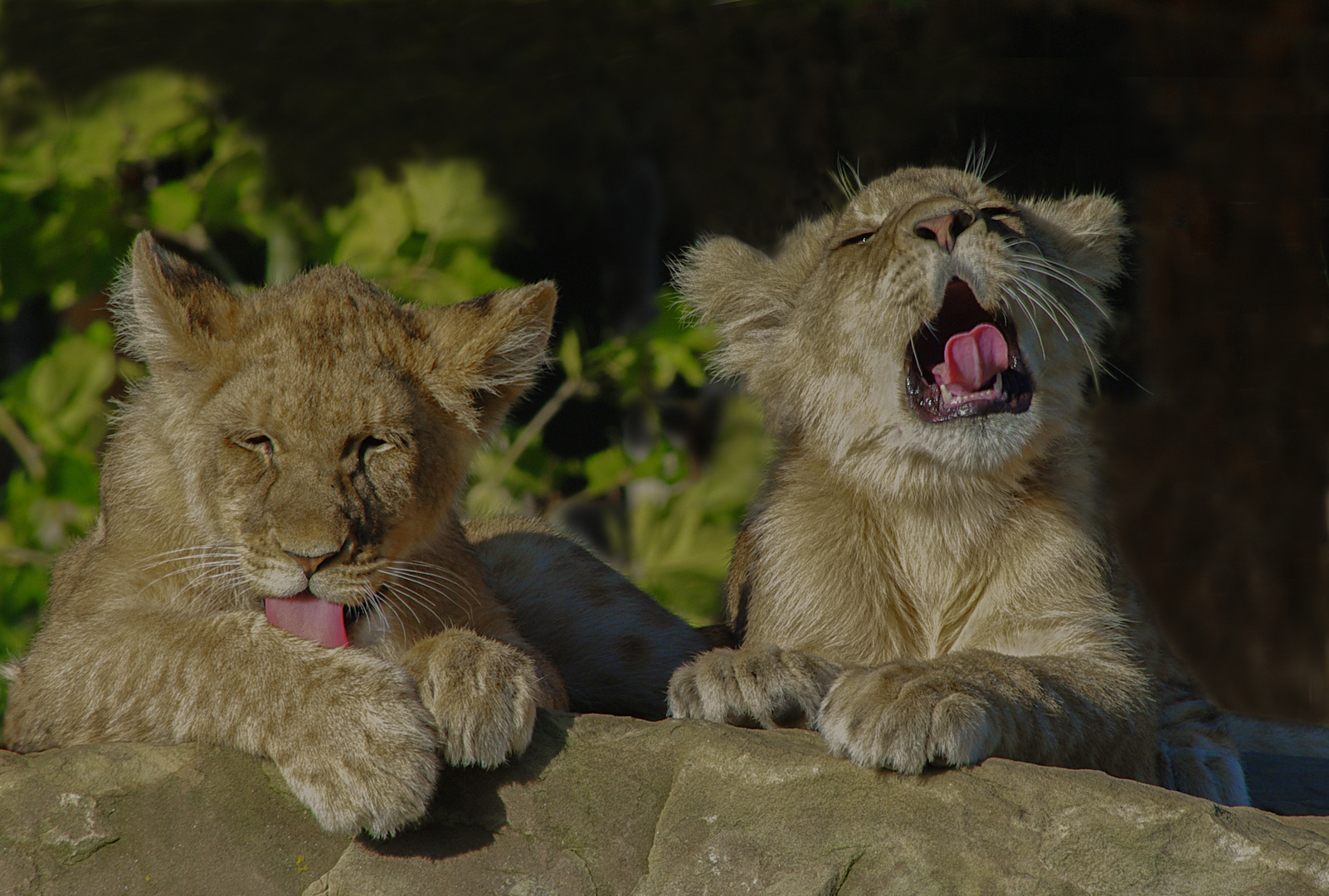 Petites langues bien roses ! (Panthera leo leo, lion d'Afrique) 