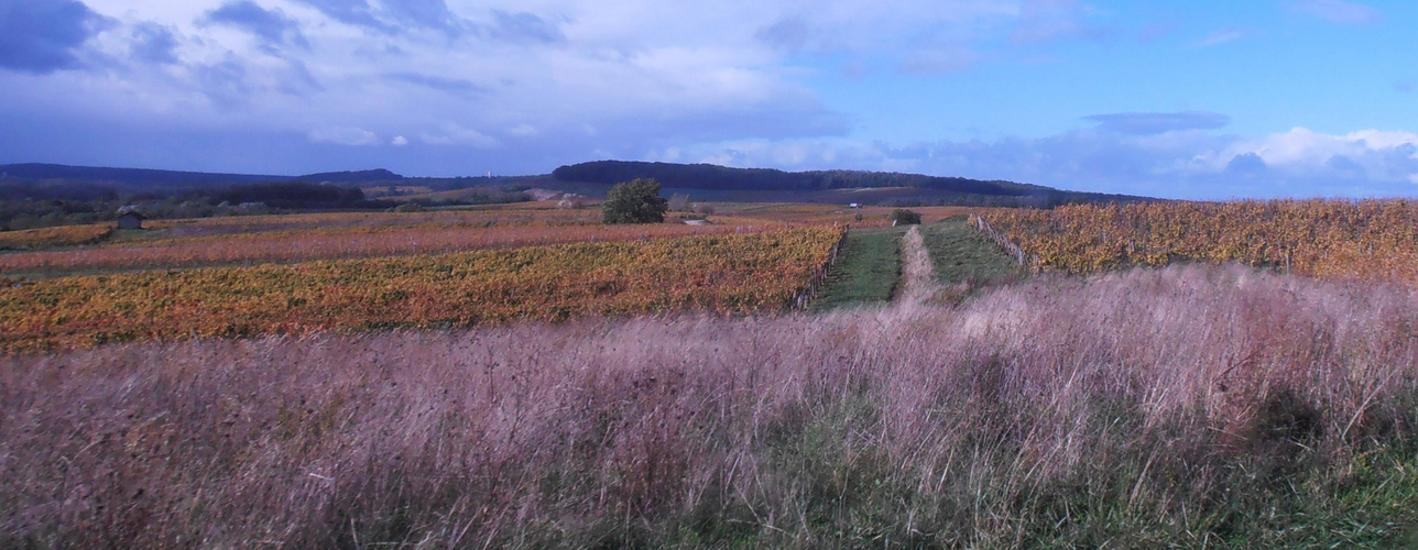 Petites maisons dans les vignes . . .