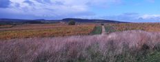 Petites maisons dans les vignes . . . de contelyne 