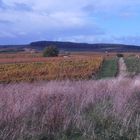 Petites maisons dans les vignes . . .