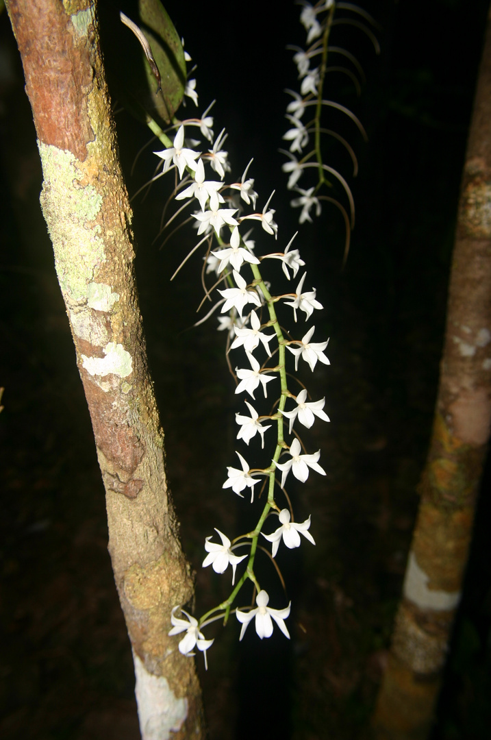 petites orchidées blanche
