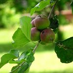 PETITES POMMES