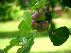 PETITES POMMES