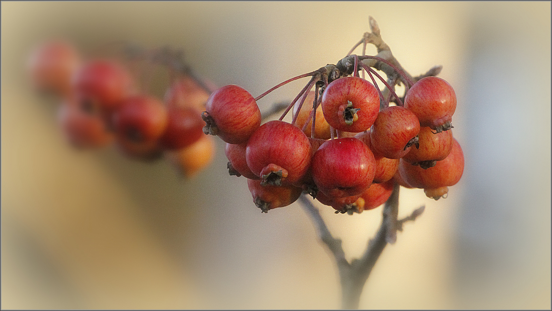 Petites pommes