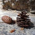 Petites pommes d'automne près du muret