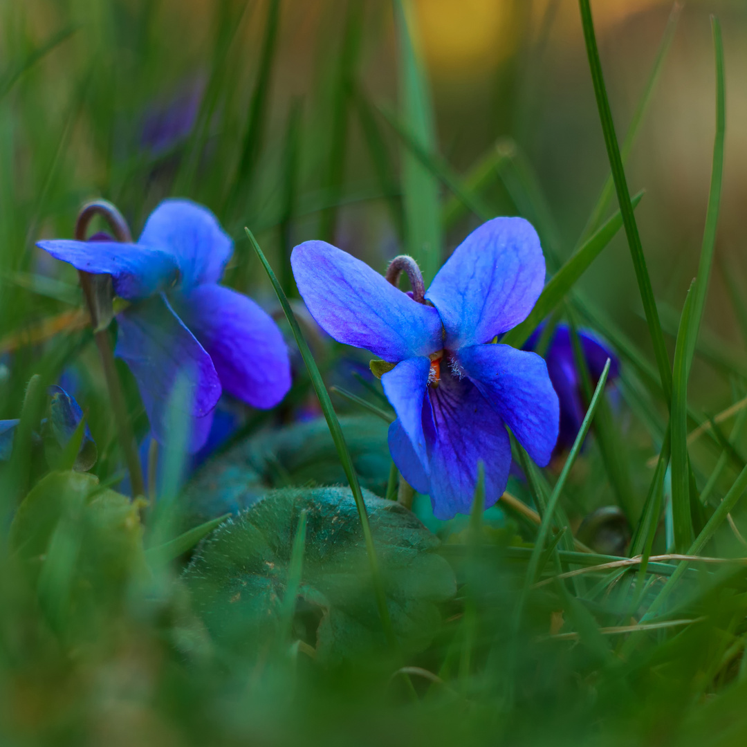 Petites violettes de mon jardin