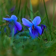 Petites violettes de mon jardin