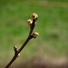 PETITS BOURGEONS