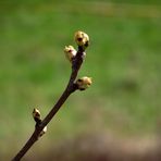 PETITS BOURGEONS