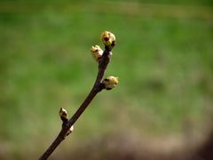 PETITS BOURGEONS