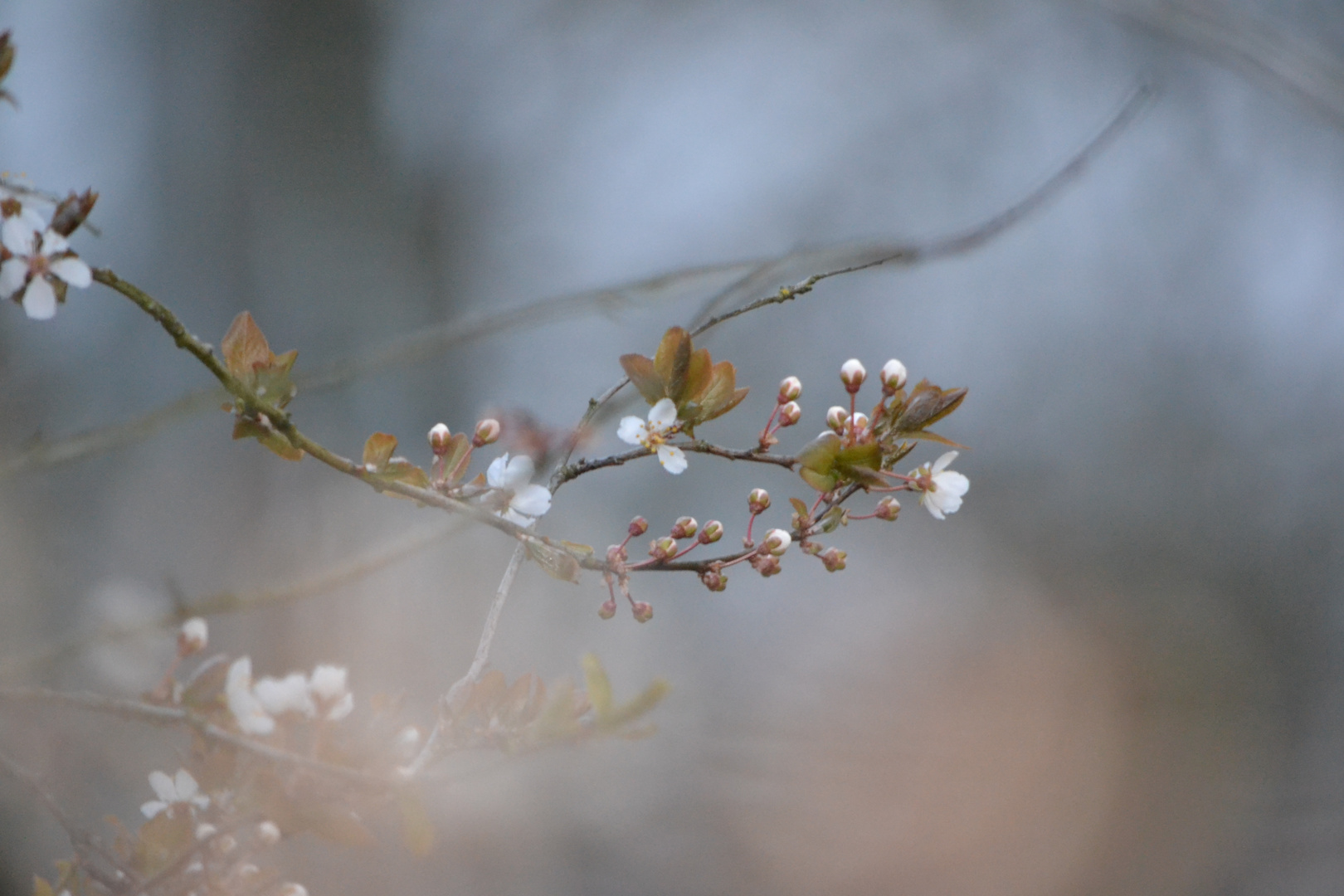 Petits Bourgeons