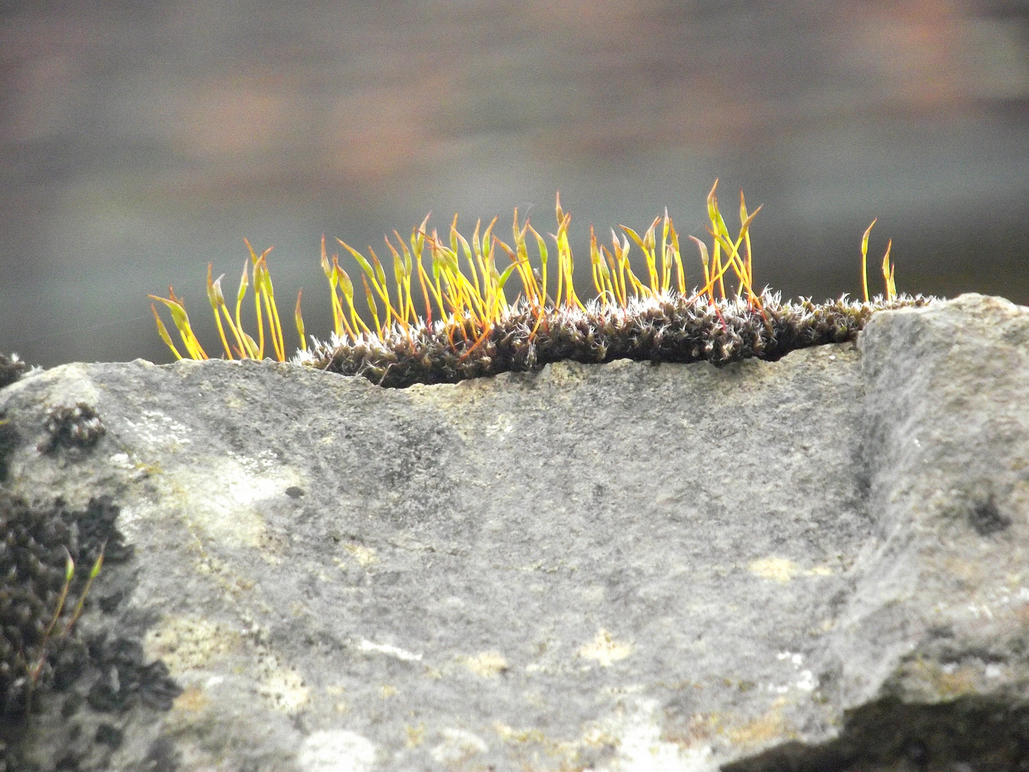 PETITS BRINS VERT SUR UN MUR