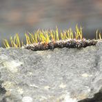 PETITS BRINS VERT SUR UN MUR