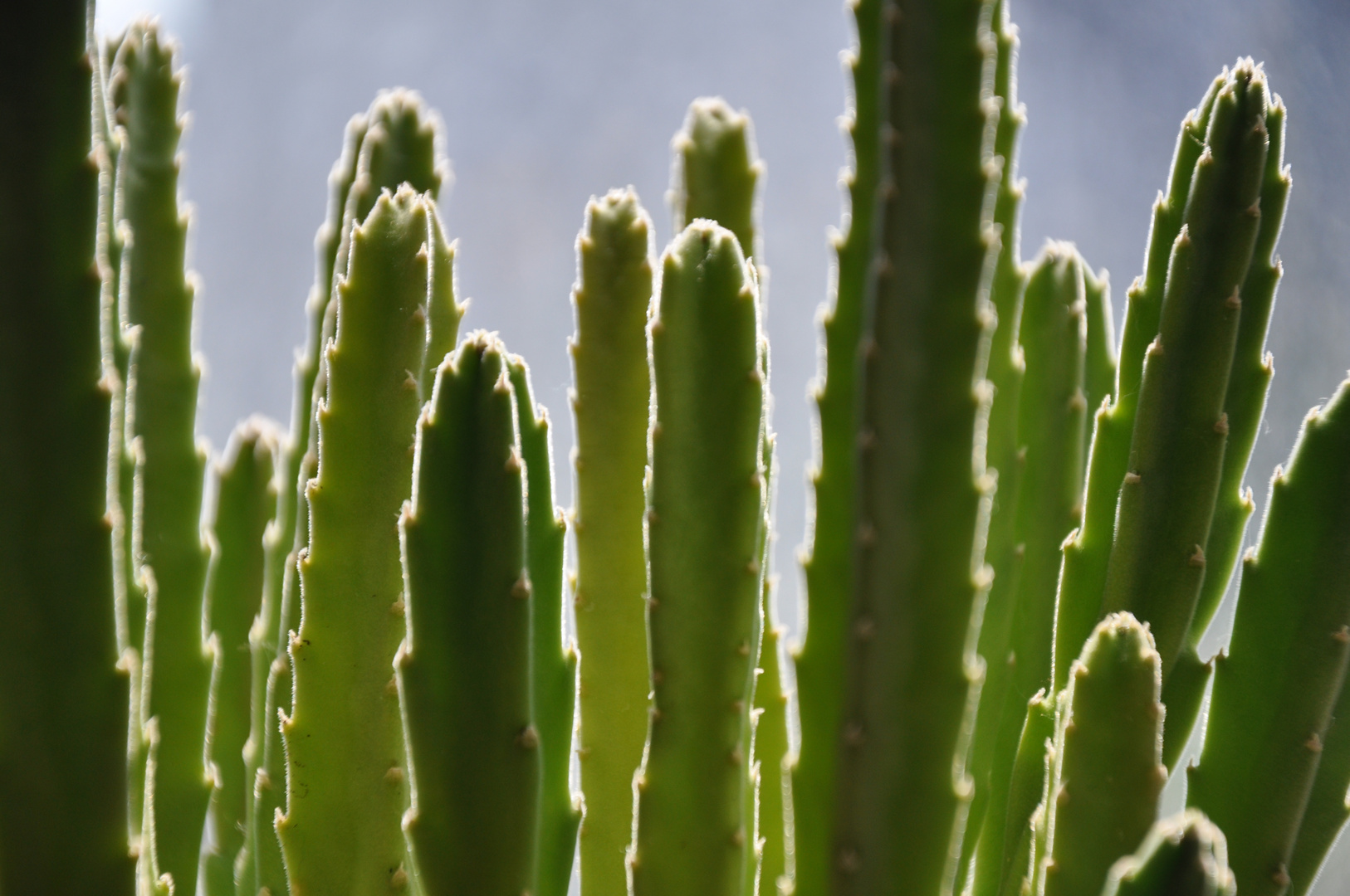 Petits Cactus