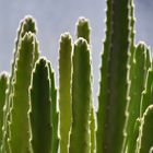 Petits Cactus