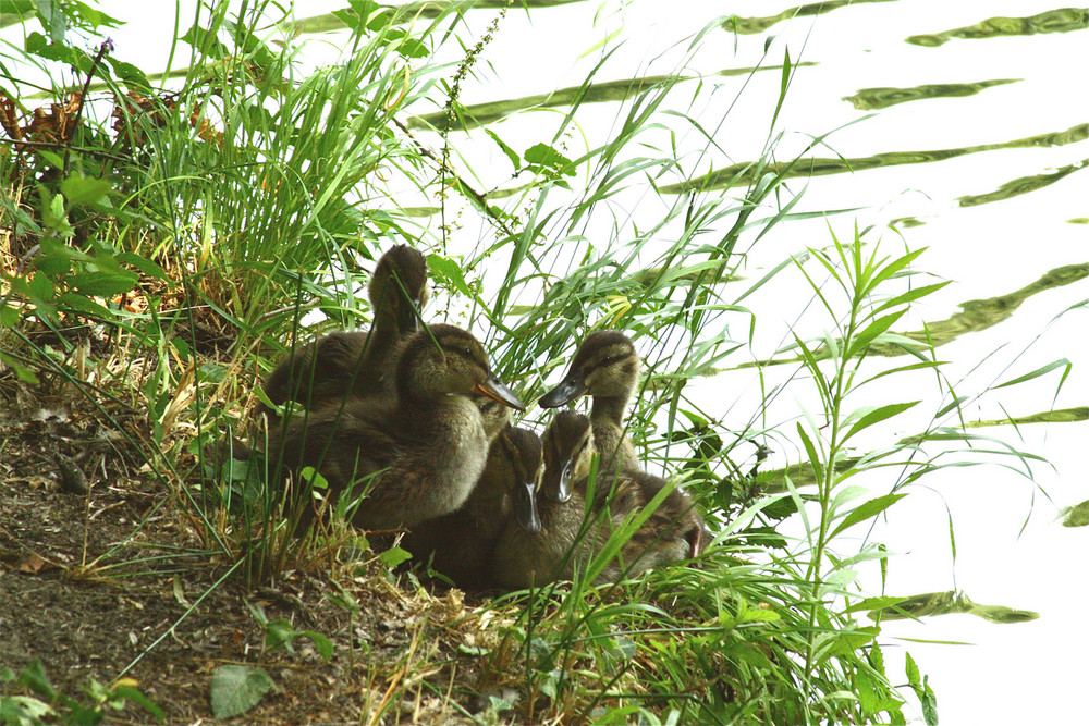 Petits canards au nid