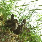 Petits canards au nid