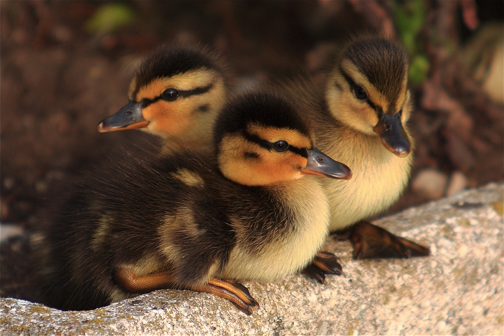 Petits canards du Léman, juste quelques instants avant leur premier bain.