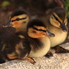 Petits canards du Léman, juste quelques instants avant leur premier bain.