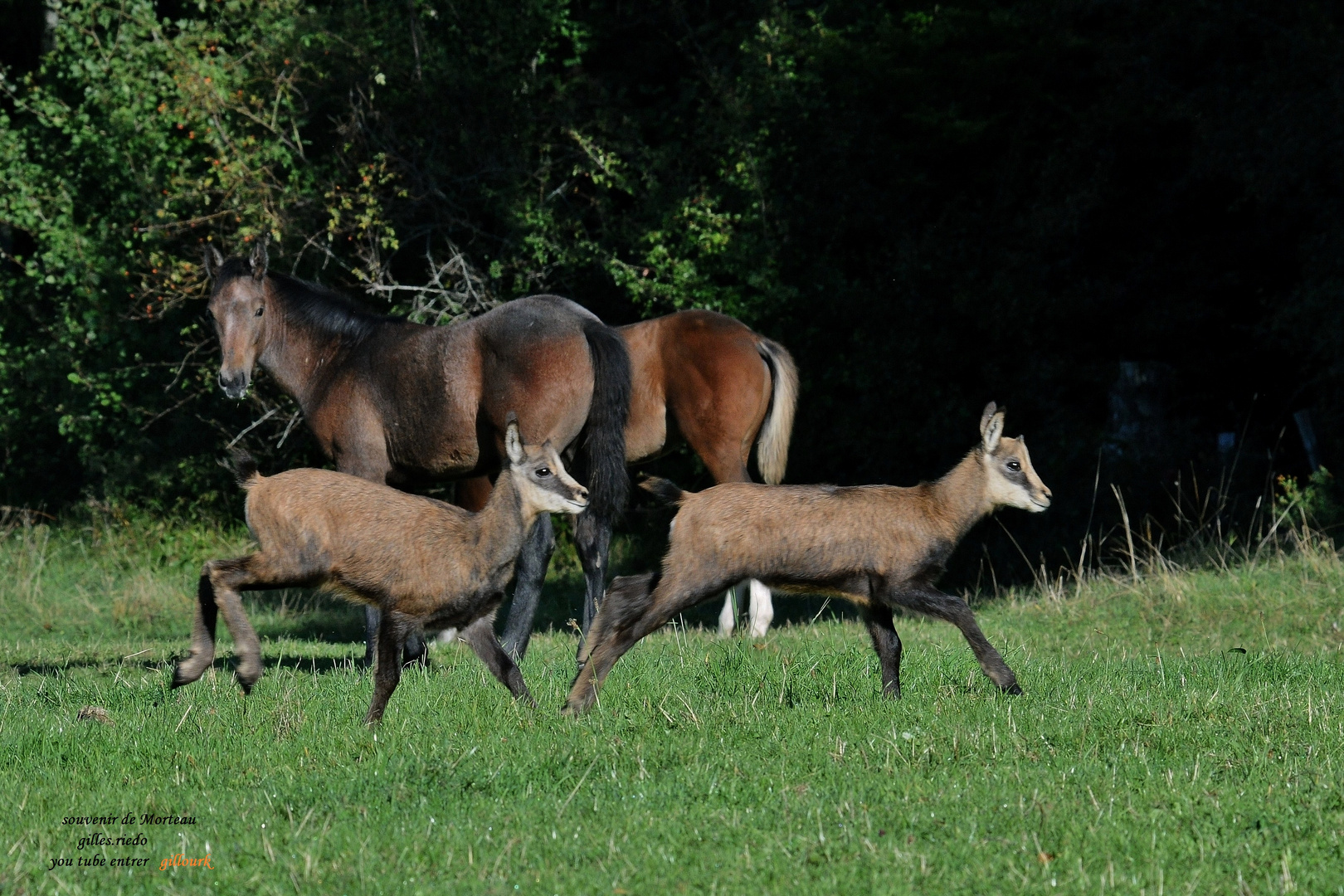 petits chamois qui broutent avec les chevaux !!!