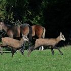 petits chamois qui broutent avec les chevaux !!!