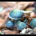 Petits champignons...