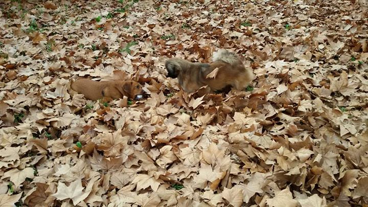 petits chiens qui jouent dans les feuilles
