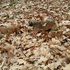 petits chiens qui jouent dans les feuilles