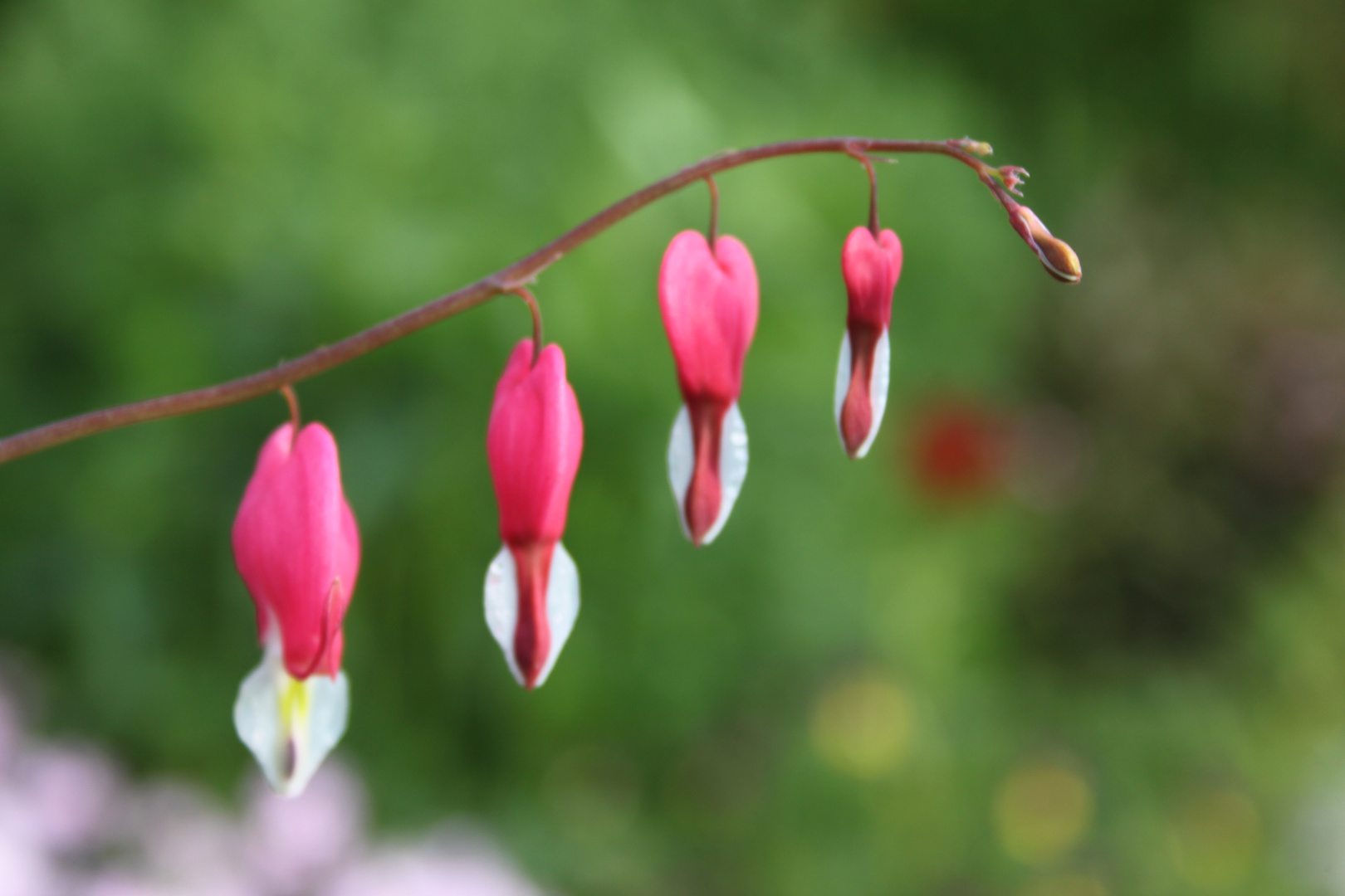 Petits coeurs