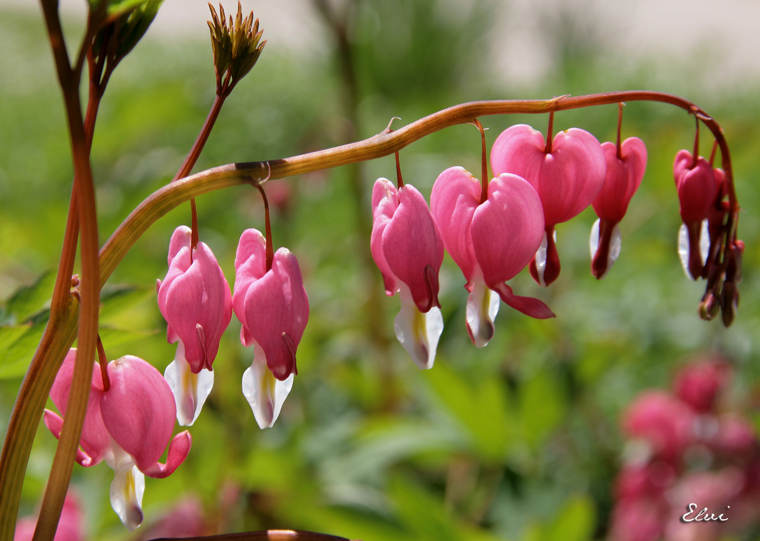 Petits coeurs