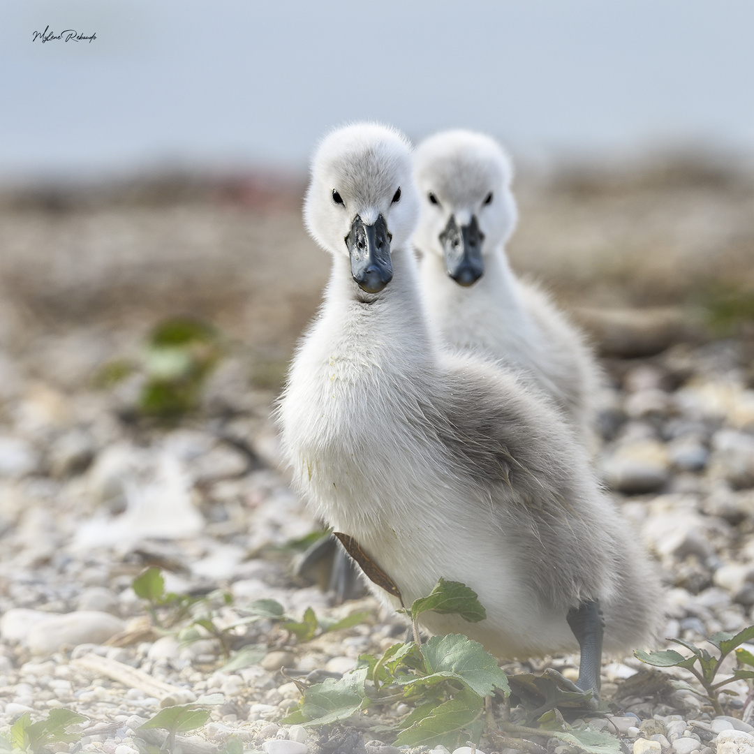 Petits Cygneaux