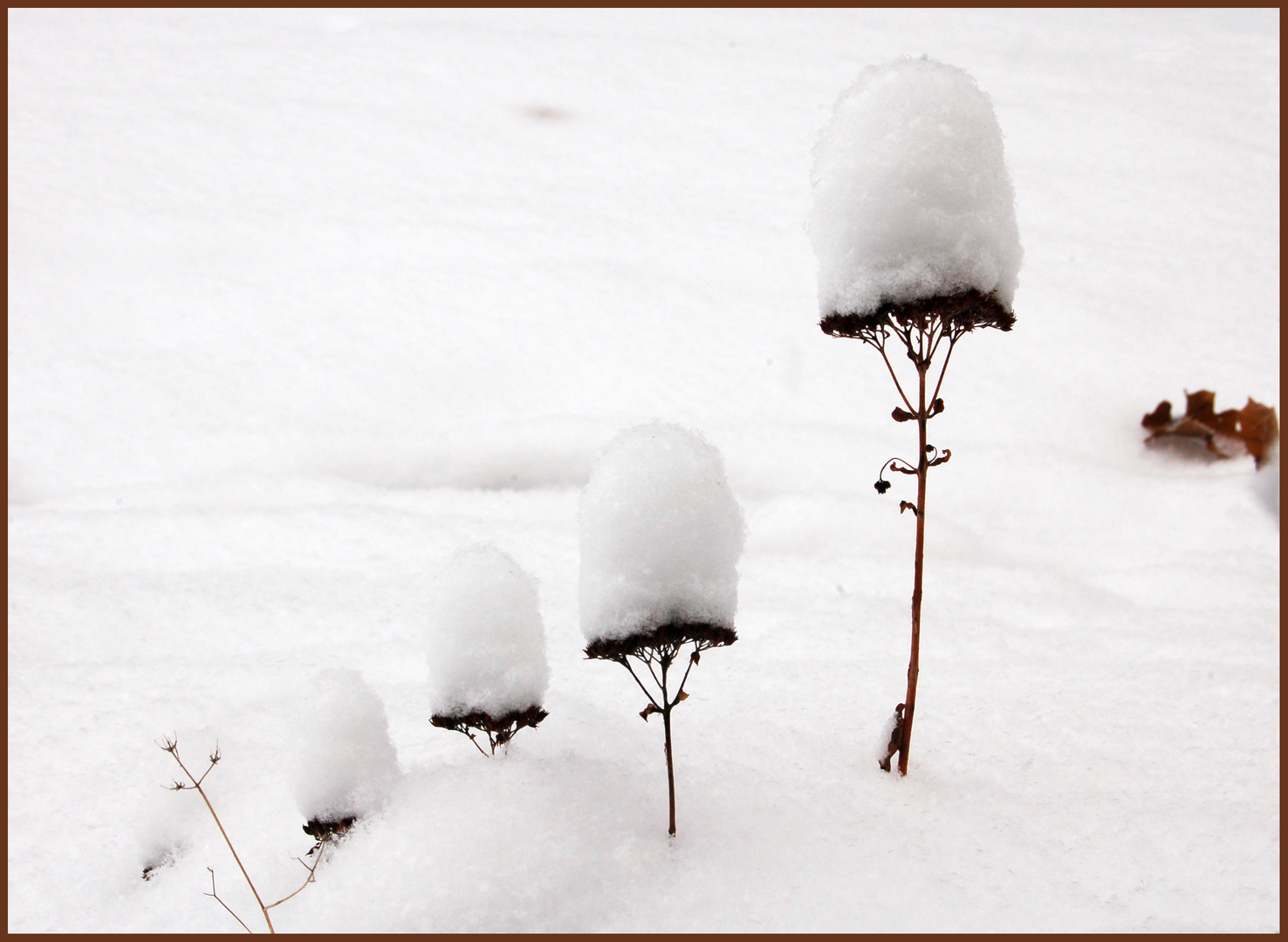 petits dômes de neige