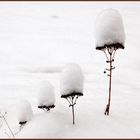 petits dômes de neige