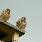 Petits Faucons attendant de la nourriture