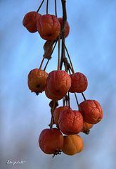 Petits fruits