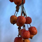 Petits fruits