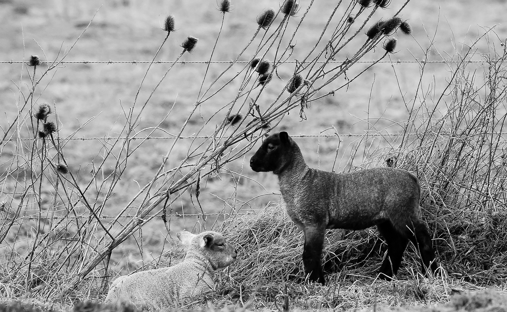 petits moutons en noir et blanc