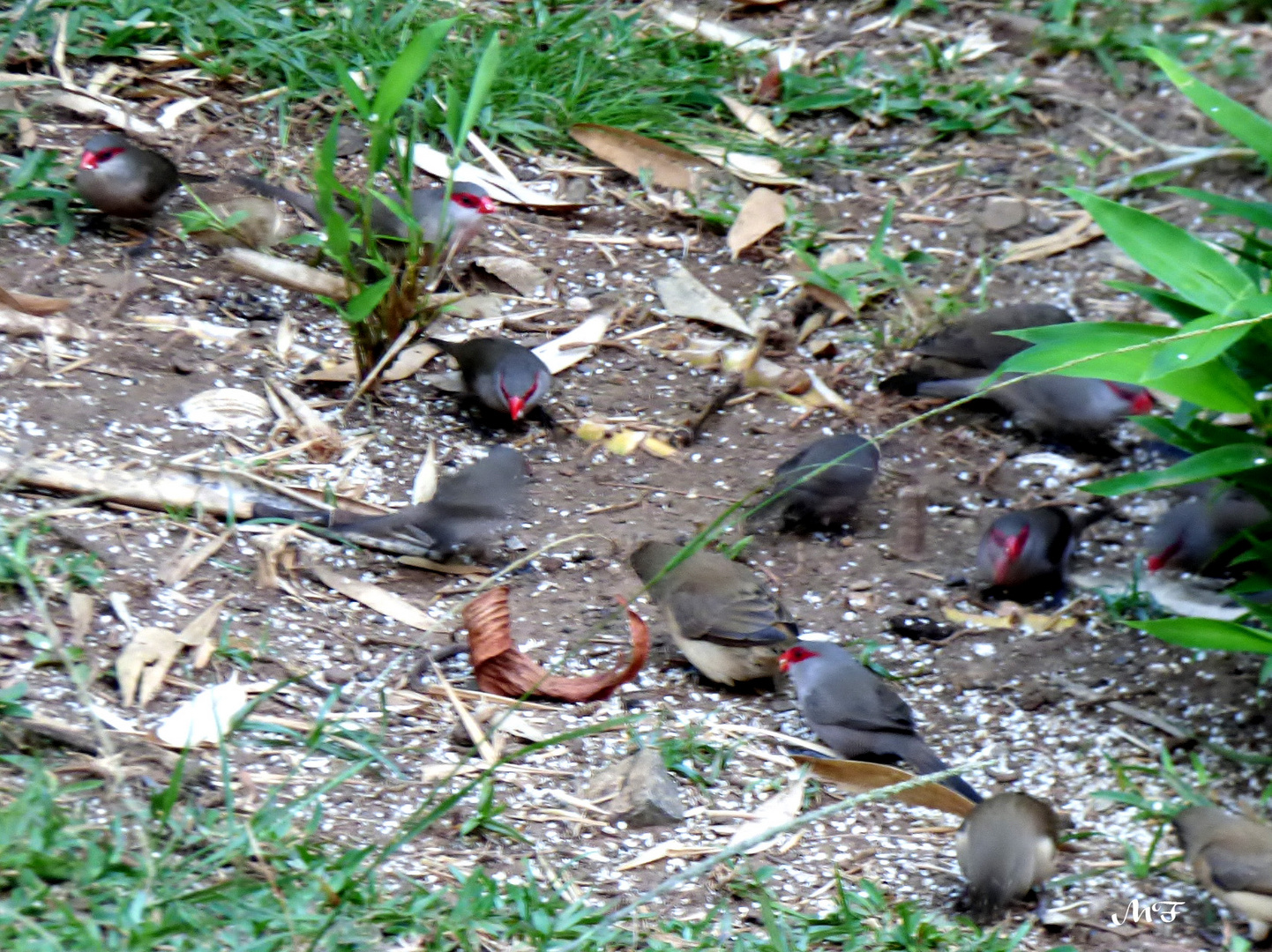 Petits oiseaux