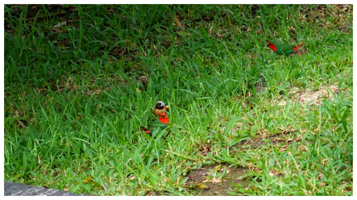 Petits oiseaux