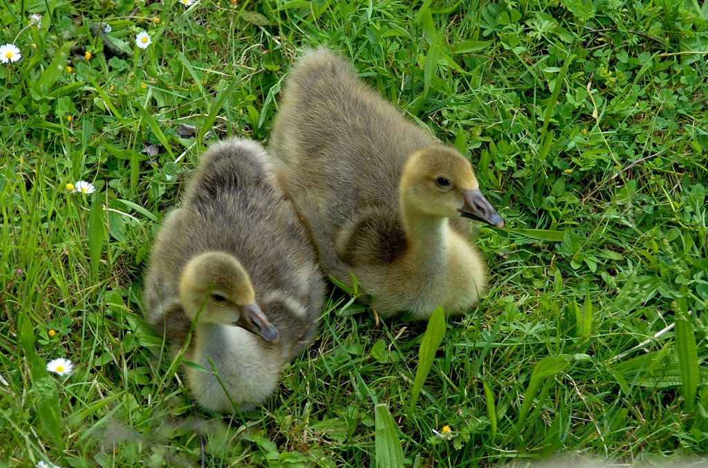 Petits oisons