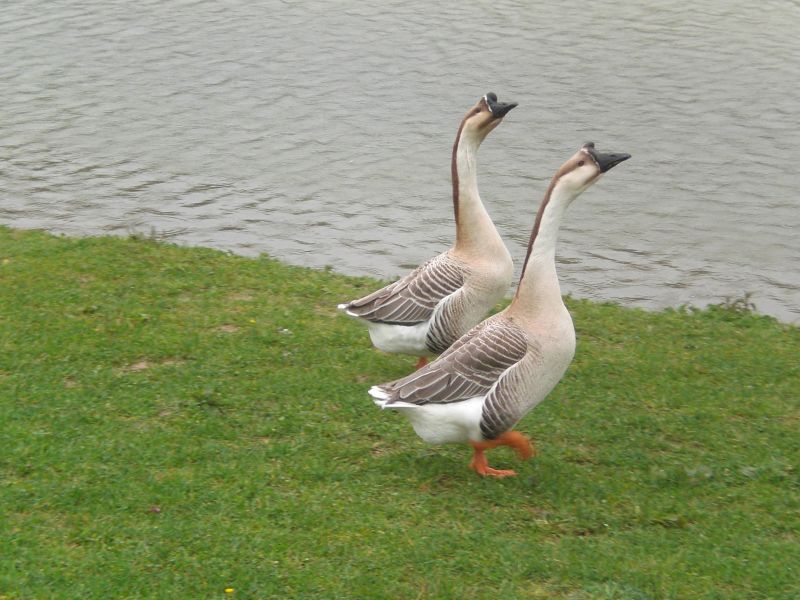 PETITS PAS DE DANSE EN DUO