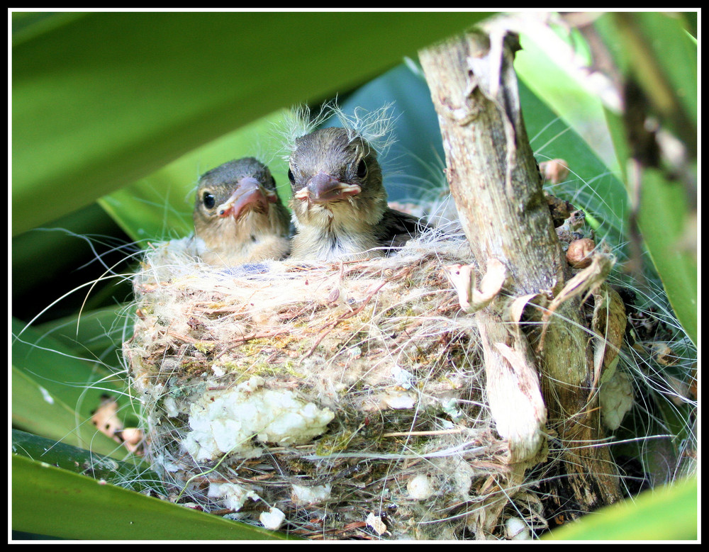 Petits poussins